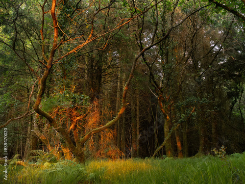 Genuine red sunlight turns green to fiery orange in wood, due to low angle of light. Stunning. Devon, UK.