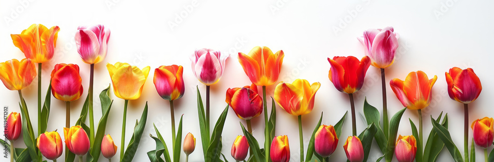 A collection of vibrant tulips form a border against a white backdrop. A collection of vibrant tulips form a border against a white backdrop.