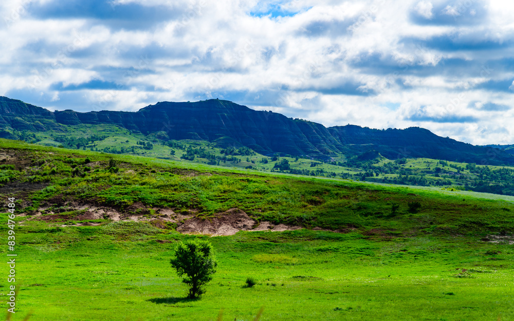 Fototapeta premium Lone tree on lush green landscape, Little Missouri State Park