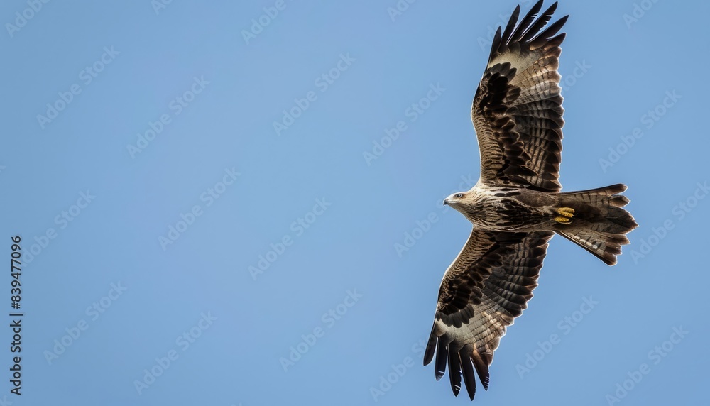 Fototapeta premium The Majestic Black eared Kite: A Stunning Sight in Akashi, Japan