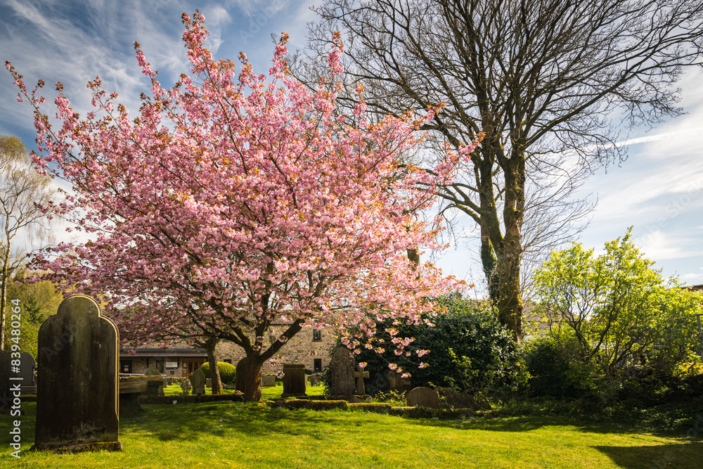 Naklejka premium A spring HDR image of the Flowering Cherry, Prunus, in the graveyard of Grassington Congregational Church, Yorkshire, England.