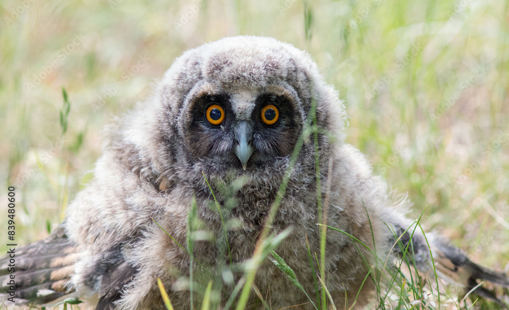 great grey owl great grey owl