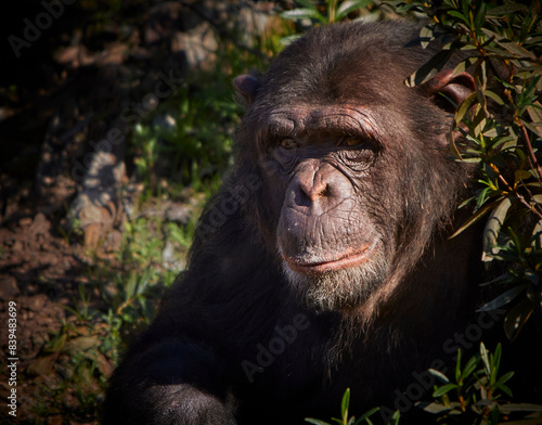 Chimpanzee sitting in bushes looking at camera