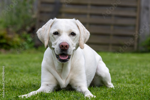 A white Labrador lies in the grass