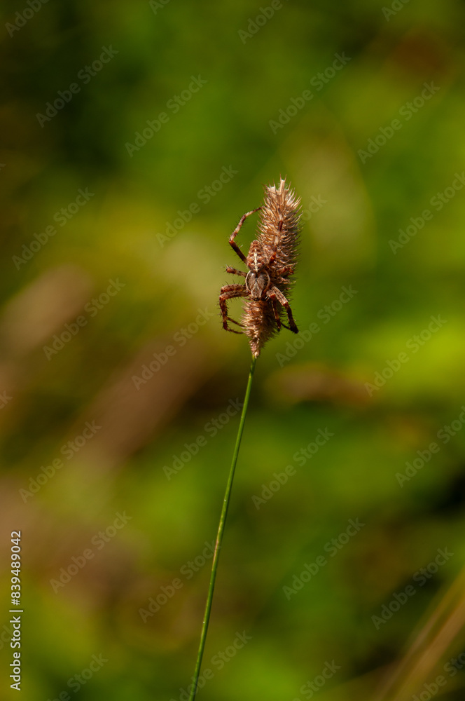 A spider hanging on long grass in a meadow at sunset A spider hanging on long grass in a meadow at sunset