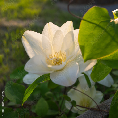 White clematis flower at sunset.