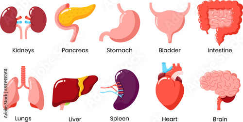 Set of Internal Human Organ Vector Icon