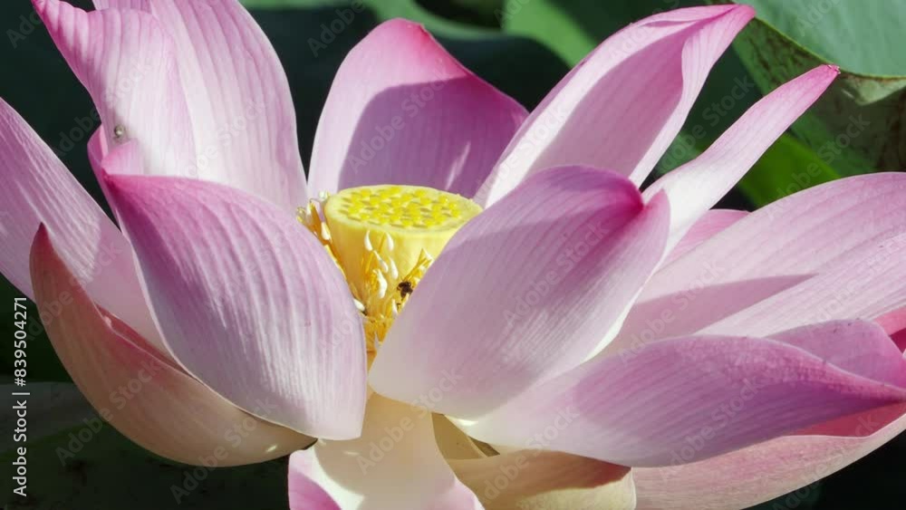 Flowering lotus attracts insects in the morning Flowering lotus attracts insects in the morning