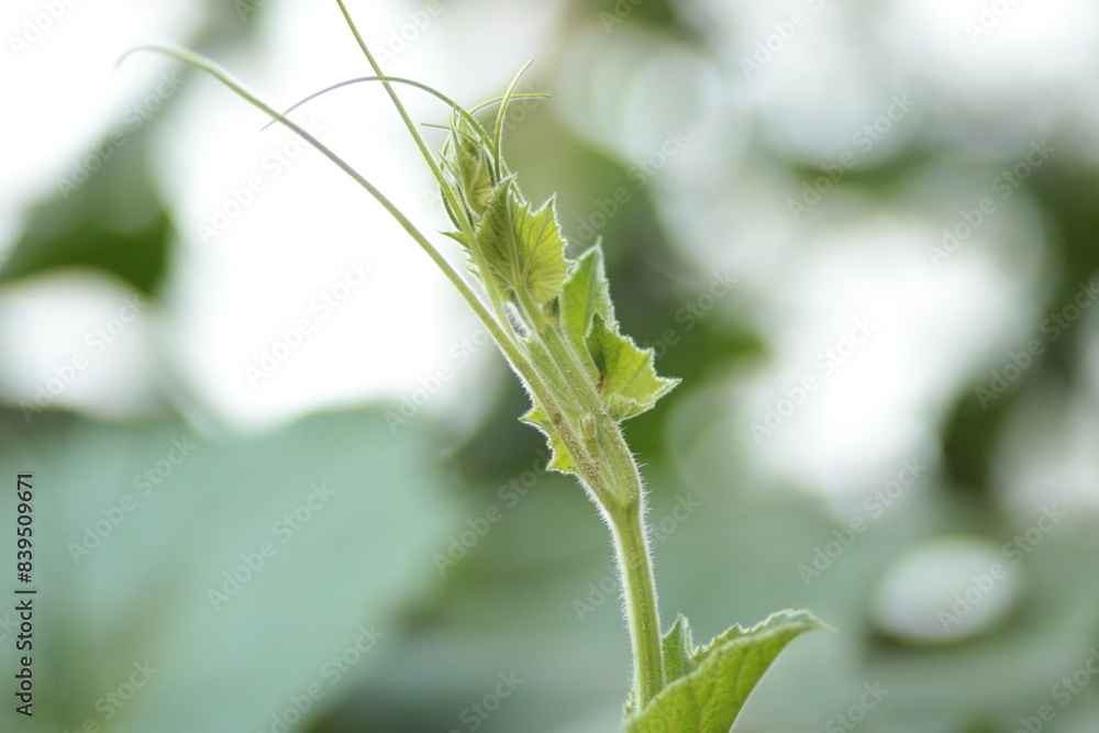 The tip of the gourd