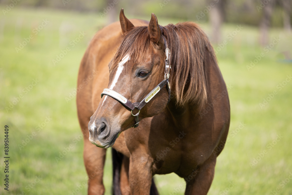 horse headshot portrait quarter horse in silver show halter Sorrel chestnut brown horse headshot portrait quarter horse in silver show halter Sorrel chestnut brown
