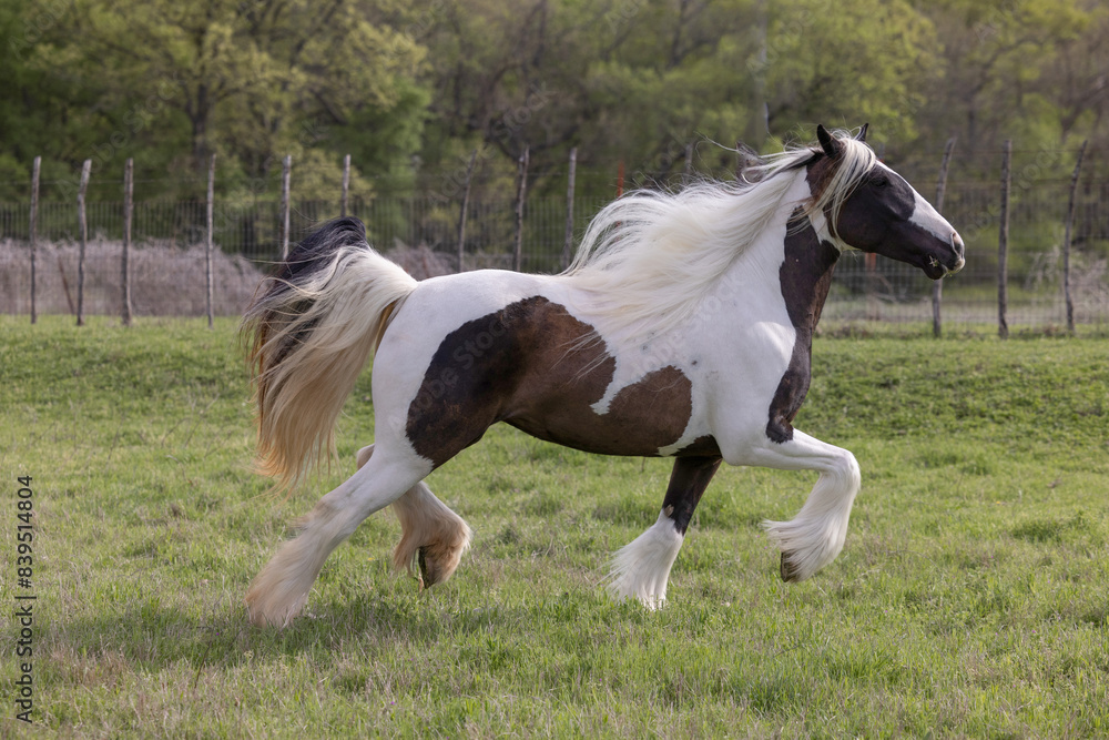 Black and white Gypsy Vanner Horse trotting in pasture Black and white Gypsy Vanner Horse trotting in pasture