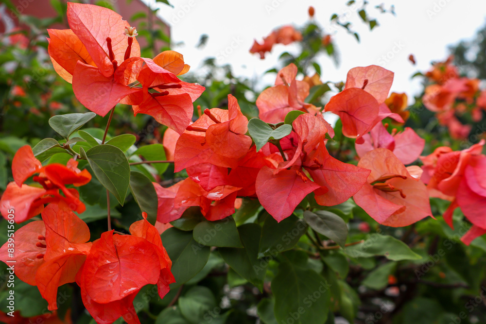 Bougainvillea Tree in Full Bloom with Soft Red Bougainvillea Flowers, in Souteast Asia, Indonesia, Purwakarta Bougainvillea Tree in Full Bloom with Soft Red Bougainvillea Flowers, in Souteast Asia, Indonesia, Purwakarta