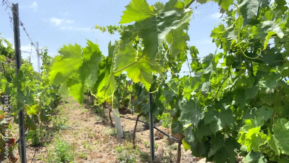 View of a vineyard with green unripe grape at spring in Tenerife,Canary Islands, Spain.
View of a vineyard with green unripe grape at spring in Tenerife,Canary Islands, Spain.