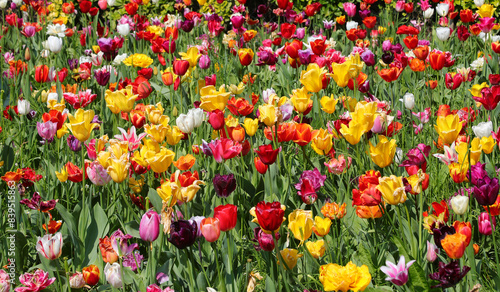 blooming flowerbed with a multitude of colorful tulips in spring