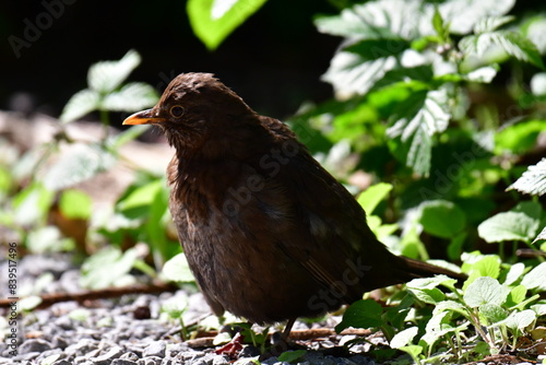 Song thrush, Kilkenny Castle Park, Kilkenny, Ireland photo