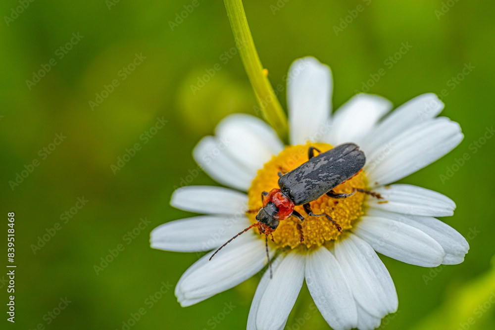 A detailed close-up of a beetle with a red head and black body perched on a white daisy with a yellow center against a green background. A detailed close-up of a beetle with a red head and black body perched on a white daisy with a yellow center against a green background.