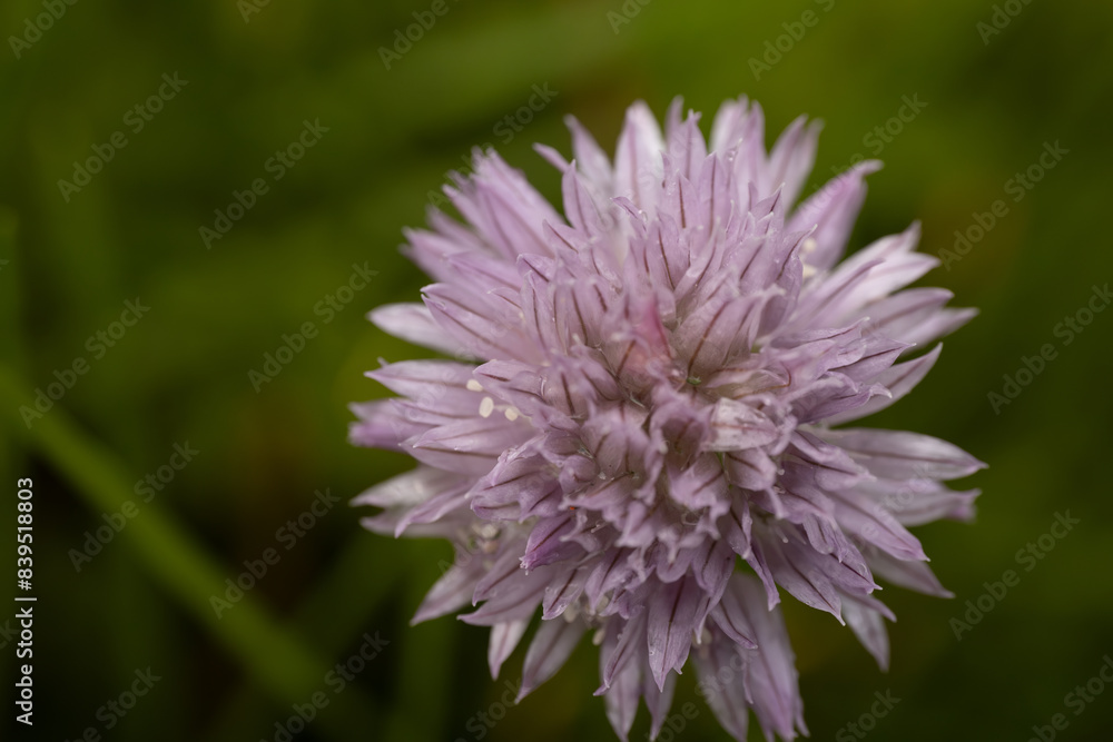 A close-up of a meadow wolf's tongue with a bright purple bud flower, the buds in full bloom and the delicate petals with a soft blurred background. The image captures the intricate beauty of flowers. A close-up of a meadow wolf's tongue with a bright purple bud flower, the buds in full bloom and the delicate petals with a soft blurred background. The image captures the intricate beauty of flowers.