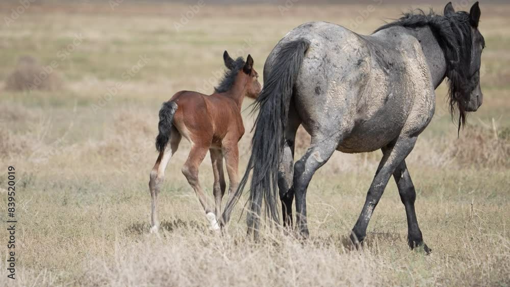 Scared Wild Horse foal runs up to her mother for protection and safety. Scared Wild Horse foal runs up to her mother for protection and safety.