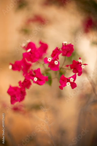 Egzotyczne czerwone i różowe kwiaty Bugenwilla, letni, kolorowy egzotyczny ogród, tropikalne pnącze z kwiatami, rozmyte tło, zbliżenie makro, dekoracja ogrodu