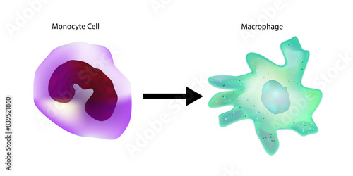 Для ИнтернетаMonocyte to Macrophage. Circulating Monocyte Cell. In Vitro Differentiation of Macrophages and Dendritic Cells