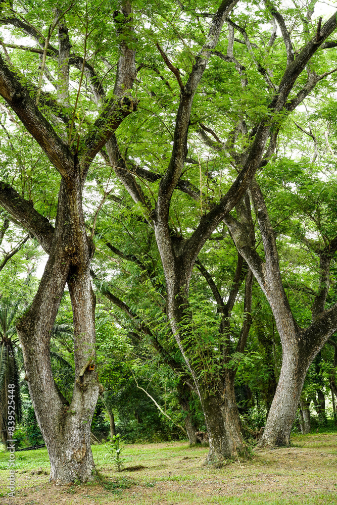 Big green tree in the park background mean of clean and polluted. Arbor day, concept of plant respiration. Deforestation. World environment day. Vertical. Big green tree in the park background mean of clean and polluted. Arbor day, concept of plant respiration. Deforestation. World environment day. Vertical.