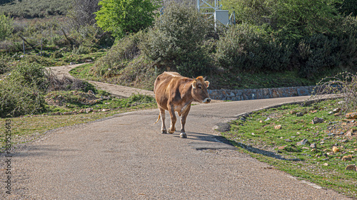 blonde cow walking in the center of the road