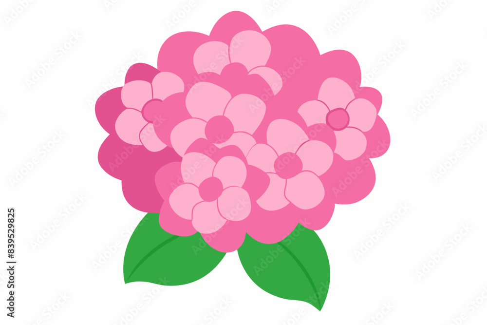 pink hydrangea flower vector illustration pink hydrangea flower vector illustration
