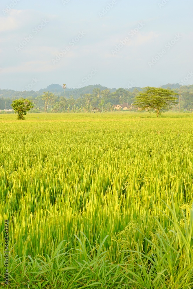 Afternoon view of rice fields in rural Indonesia Afternoon view of rice fields in rural Indonesia