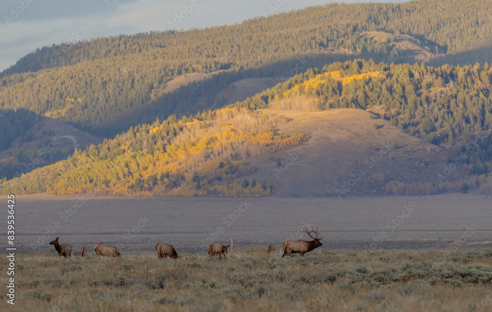 Bull and Cow Elk During the Rut in Wyoming in Autumn Bull and Cow Elk During the Rut in Wyoming in Autumn