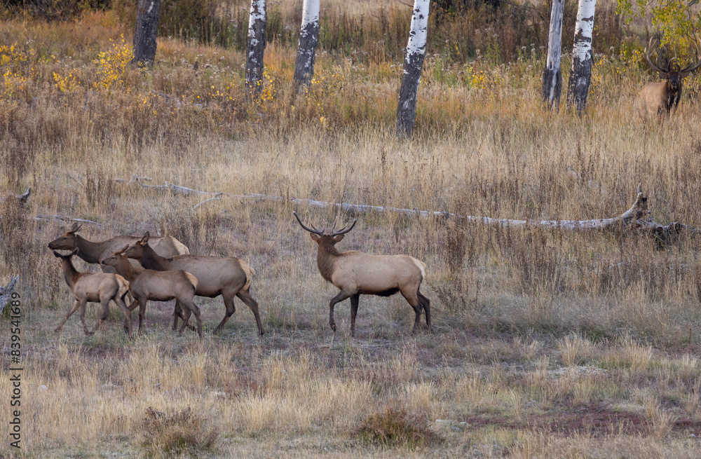 Fototapeta premium Bull and Cow Elk During the Rut in Wyoming in Autumn
