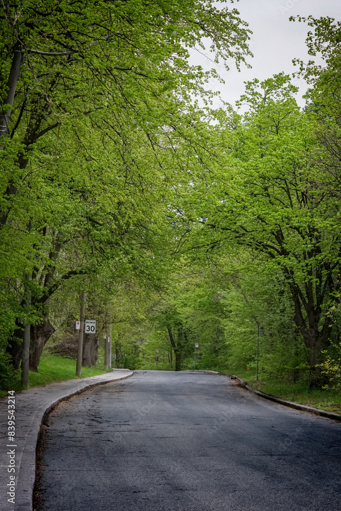 Obraz premium Country road in spring
