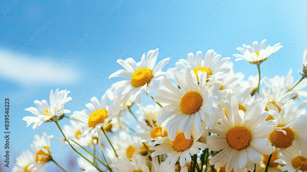 Obraz premium daisies in a field