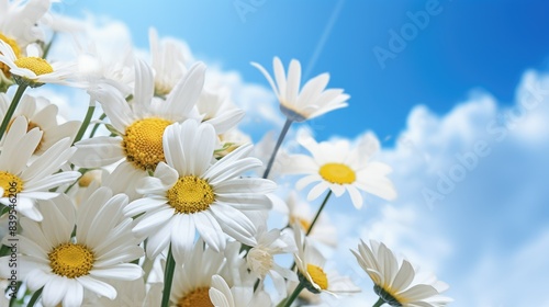 daisies of the sky © NAK