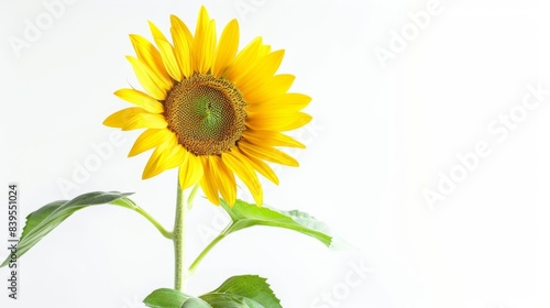 Single Sunflower With Green Leaves Copyspace Against a White Background