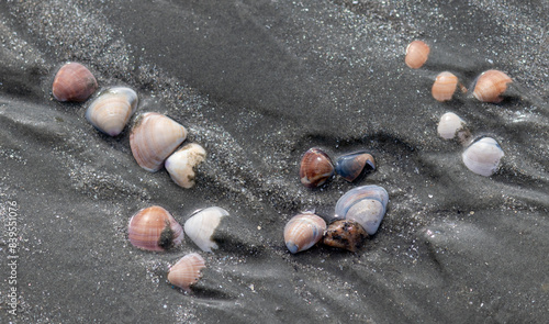 Shells found by the sea.