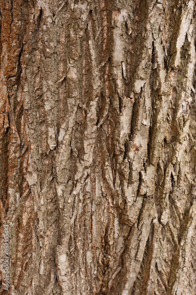 Bark of tree. Seamless brown tree bark texture Bark of tree. Seamless brown tree bark texture