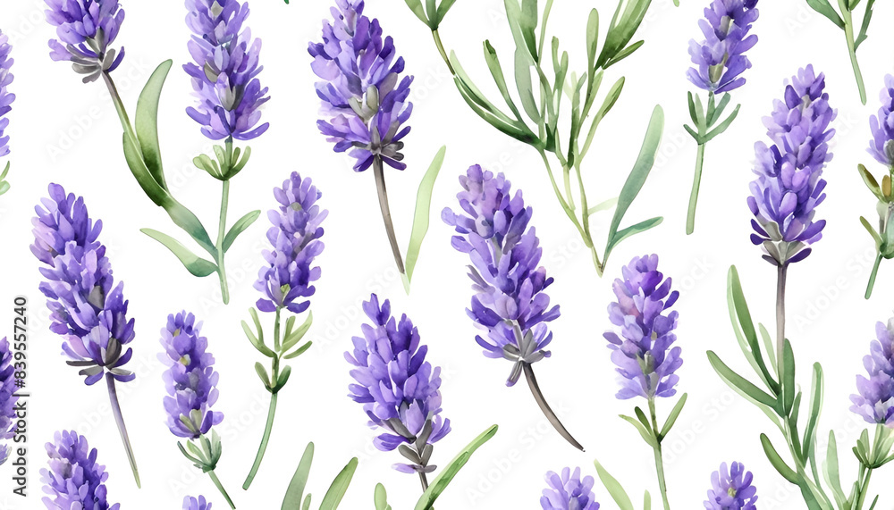 Fototapeta premium lavender painted in watercolor on a white background