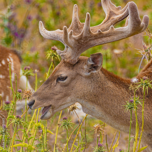 portrait of a deer with big antlers