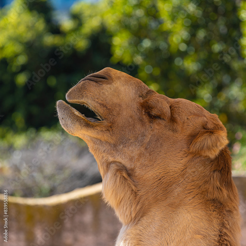 portrait of a camel close up	