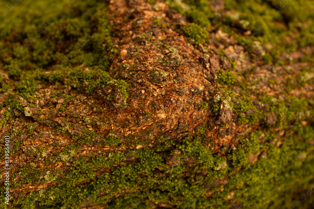 moss on tree moss on tree