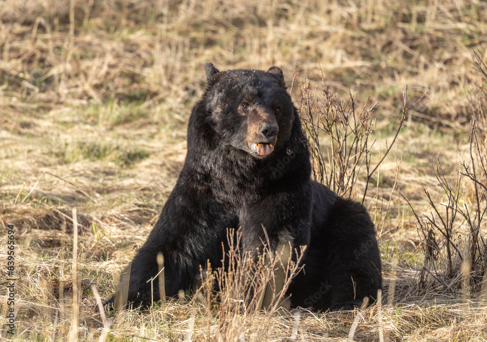 Black Bear in Yellowstone National Park Wyoming in Springtime Black Bear in Yellowstone National Park Wyoming in Springtime
