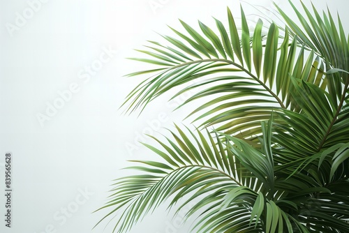 Depicting a  photo of palm leaves against a white background