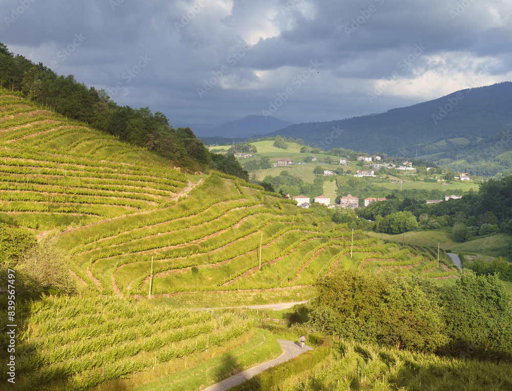 Vineyards. Vineyards between Aia and Zarautz at sunset, Basque Country. Vineyards. Vineyards between Aia and Zarautz at sunset, Basque Country.