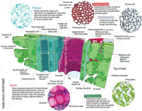 Types of plant tissue vector illustration. Labeled educational structure scheme. Biological closeup with cross section and longitudinal views. Parenchyma, collenchyma and sclerenchyma description info