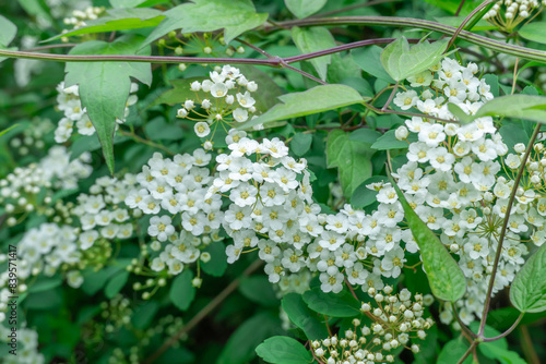 Blooming branch white flowers spirea in garden. Plants spiraea or meadowsweet of deciduous ornamental shrub of family rosaceae. Used in landscaping and organizing hedges in gardening. Park decoration.