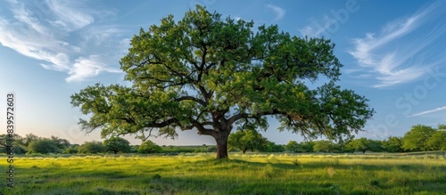 Mesquite Tree in Texas landscape during spring season.. --ar 16 7 --style raw --stylize 250 Job ID  1a86fa36-276b-4f3f-9469-d974ca4897ac
