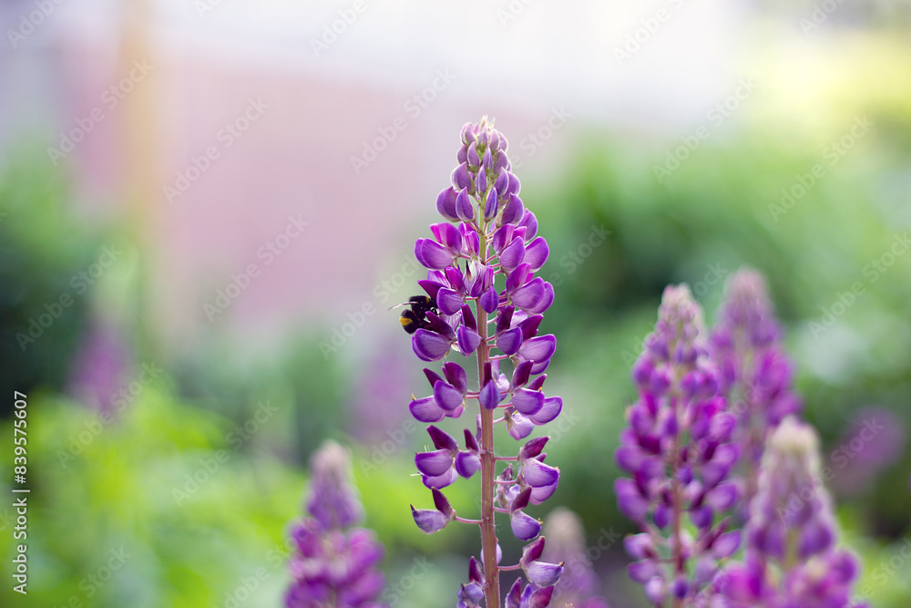 Obraz premium Bluebonnet with bumblebee