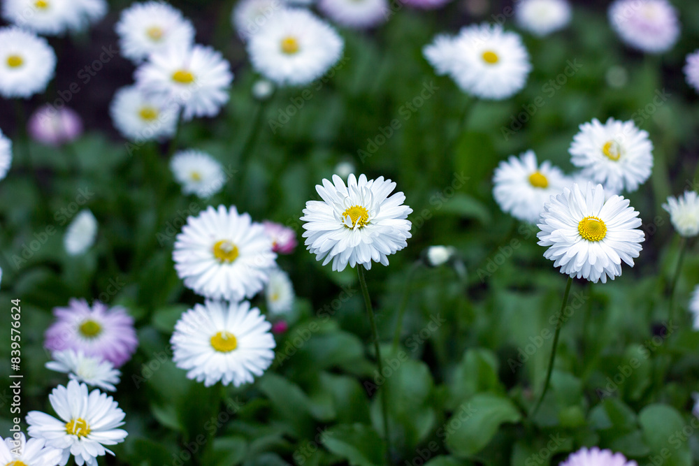 Fototapeta premium Daisy or Bellis perennis