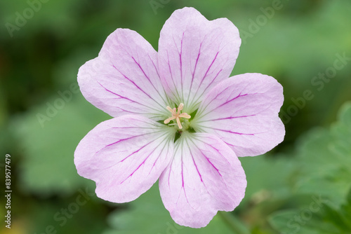 Geranium dreamland (Geranium ‘Dreamland’) cranesbill 