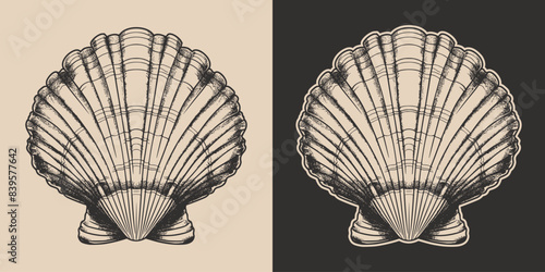 Vintage retro engraving woodcut style sketch draw paint of nautical marine seashell underwater creature illustration